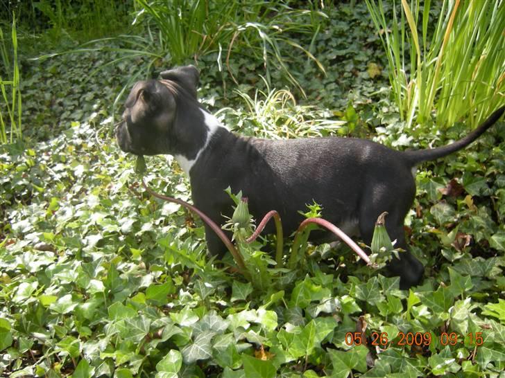 Blanding af racer Enzo billede 11