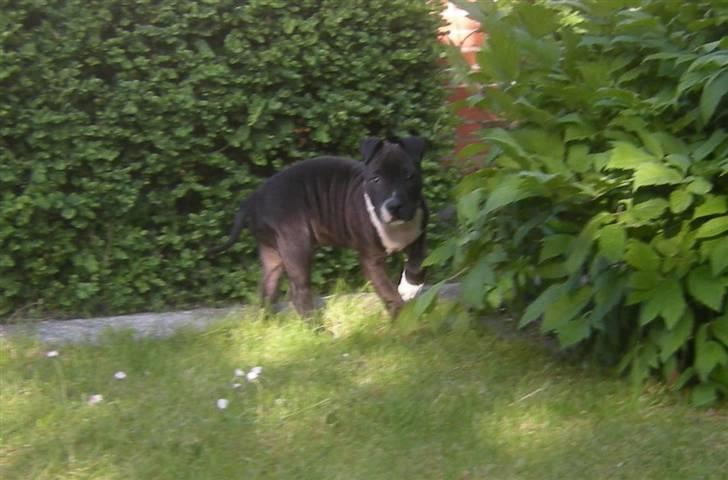 Blanding af racer Enzo billede 12