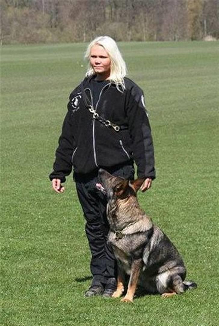 Schæferhund Hedegård's Honney - 3-3-3 Finale 09 billede 6