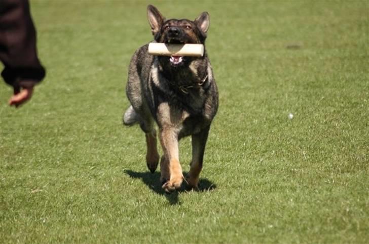 Schæferhund Hedegård's Honney - 3-3-3 Finale 09 billede 7