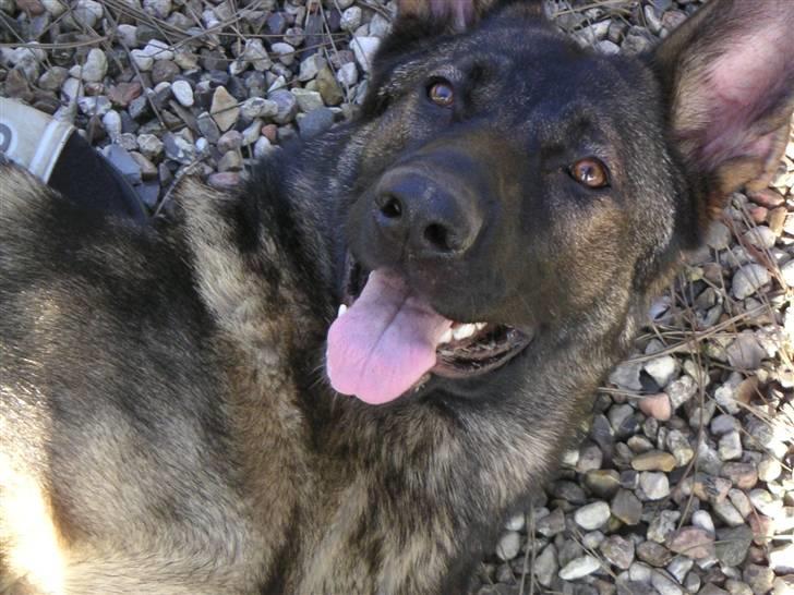 Schæferhund Hedegård's Honney billede 8