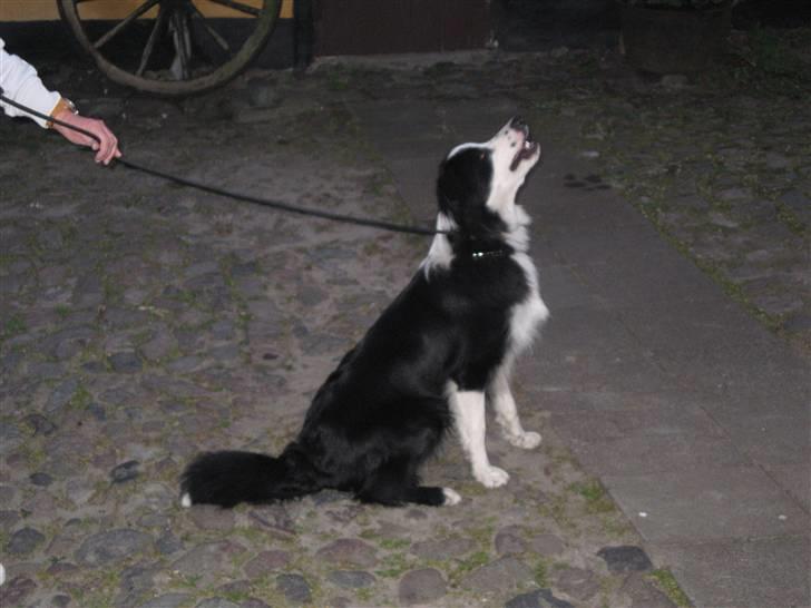 Border collie Indy billede 16