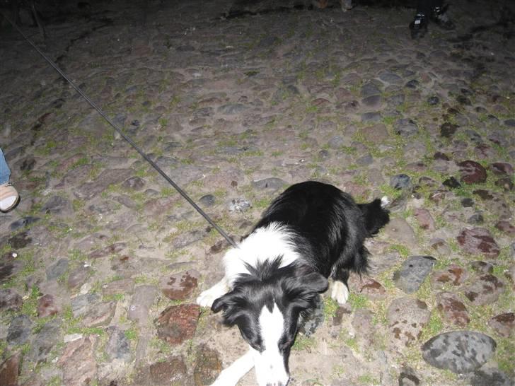 Border collie Indy billede 17