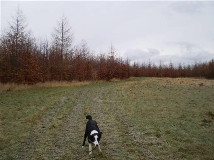 Border collie Indy billede 18