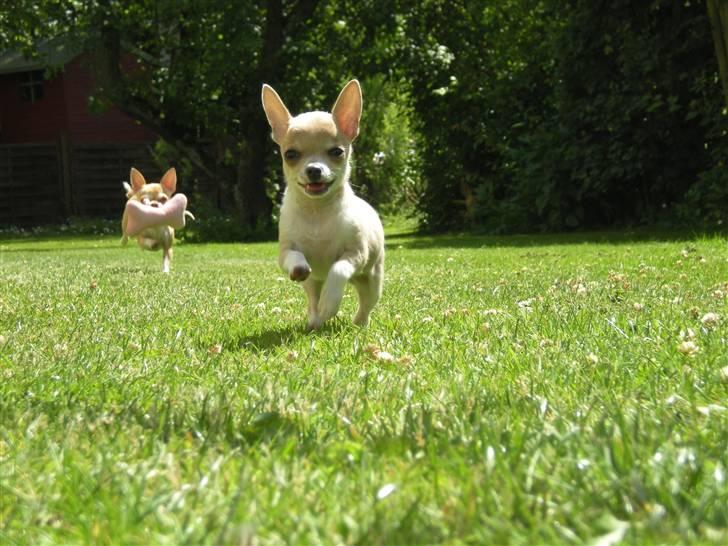 Chihuahua Monti *  - Weeeh - Velkommen til Min profil... billede 1