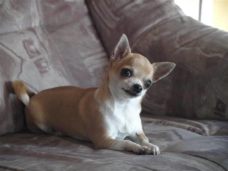 Chihuahua Monti *  - * NYT * billede 2