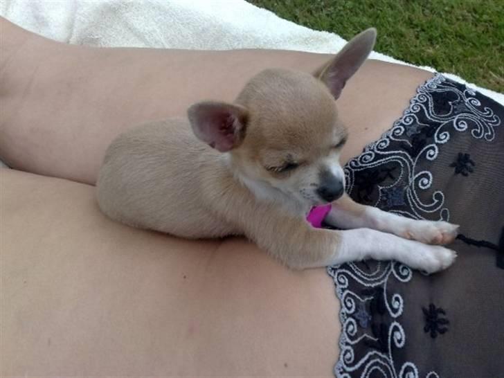 Chihuahua Monti *  - det perfekte sted at ligge når mor soler :)  billede 4