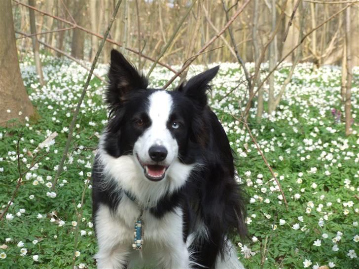 Border collie Succes billede 1