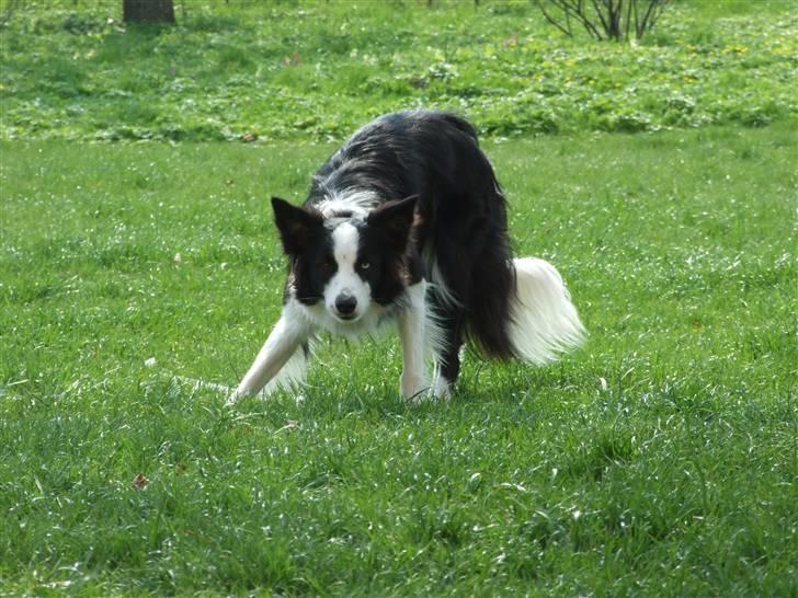 Border collie Succes billede 2