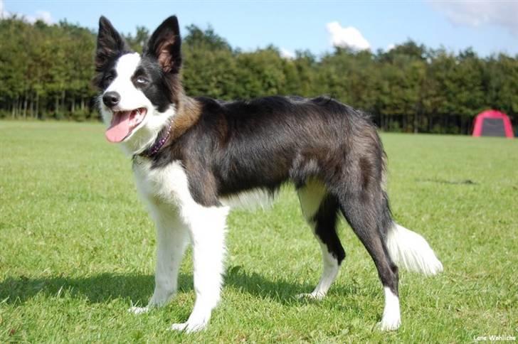 Border collie Succes billede 3