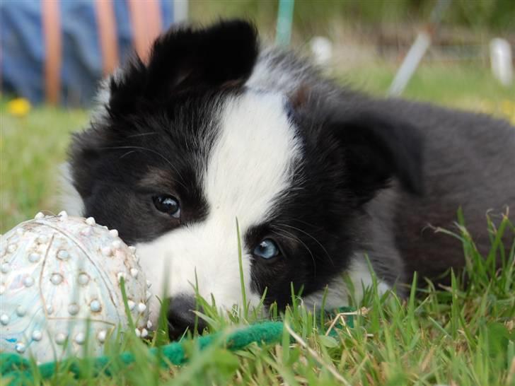 Border collie Succes billede 4