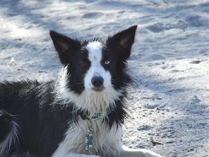 Border collie Succes billede 5