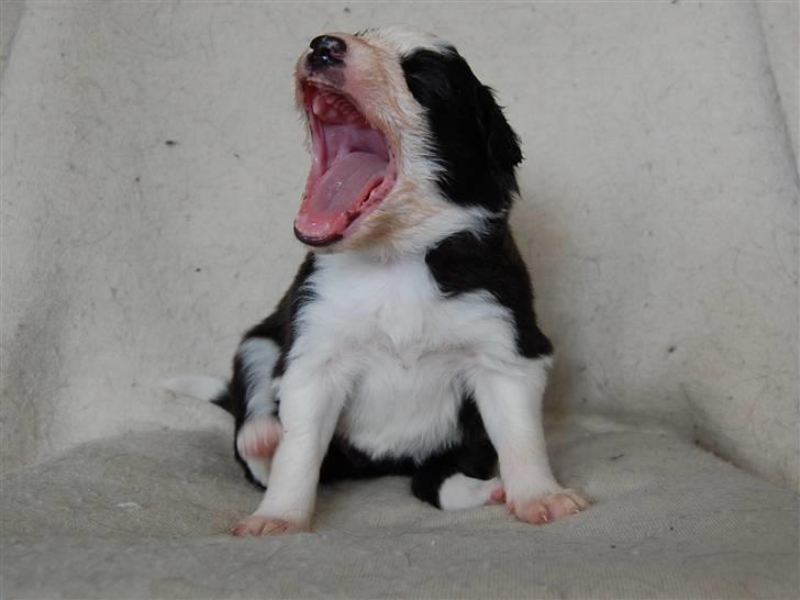 Border collie Succes billede 6