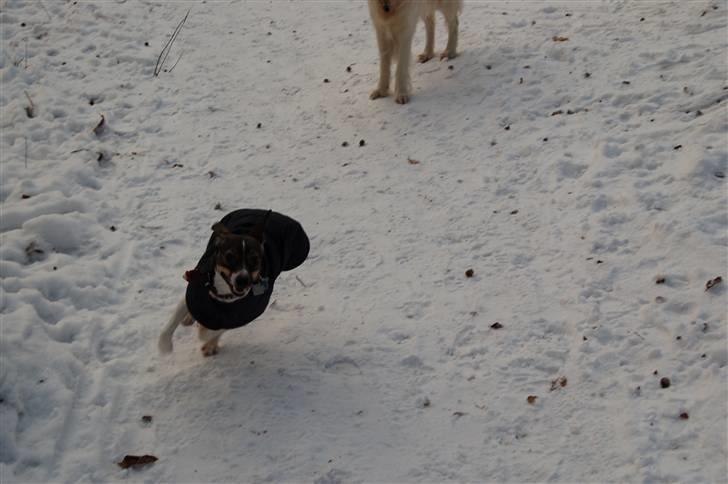 Dansk svensk gaardhund Thilde  - !! Pas på !! her kommer jeg mor hehe  billede 10