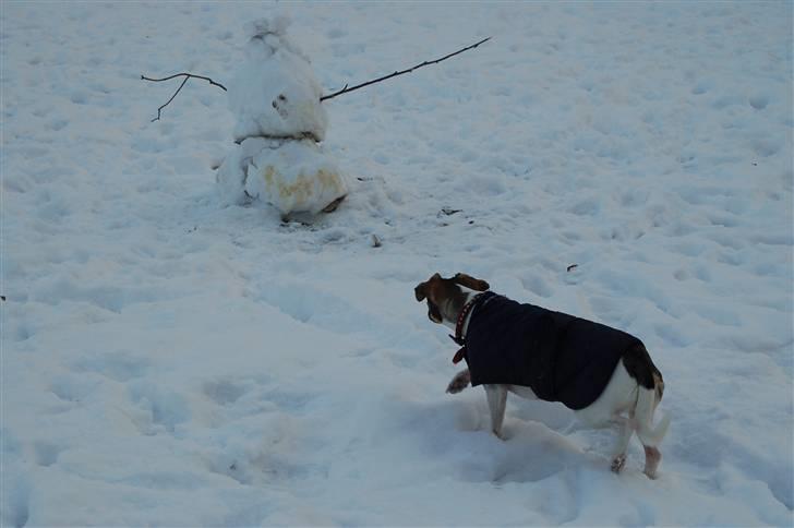 Dansk svensk gaardhund Thilde  - Den farlig Snemand :P  billede 13