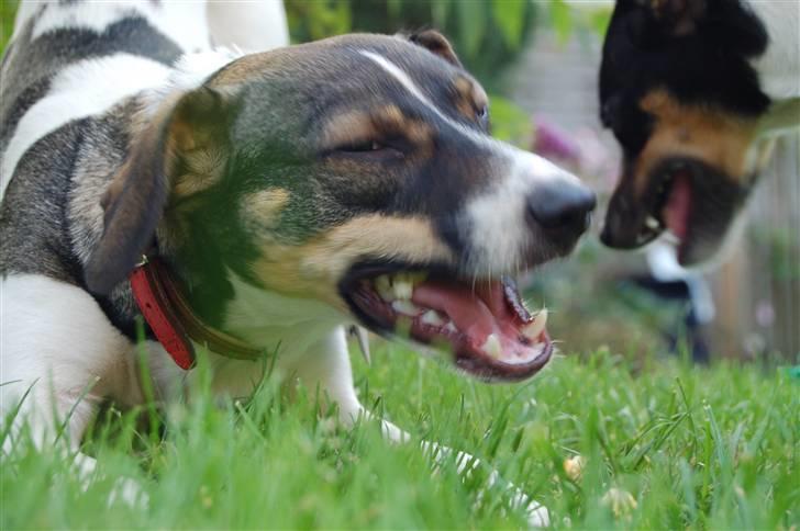 Dansk svensk gaardhund Thilde  - !!! HAHA !!! hvor er du sjov Joy :P  billede 14