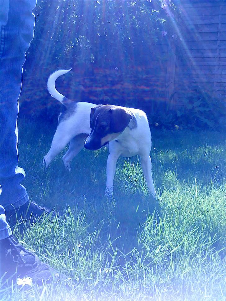 Dansk svensk gaardhund Thilde  - Vild med lyset (=  billede 16