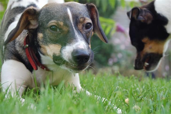 Dansk svensk gaardhund Thilde  - Graa farlig hund :P  billede 17