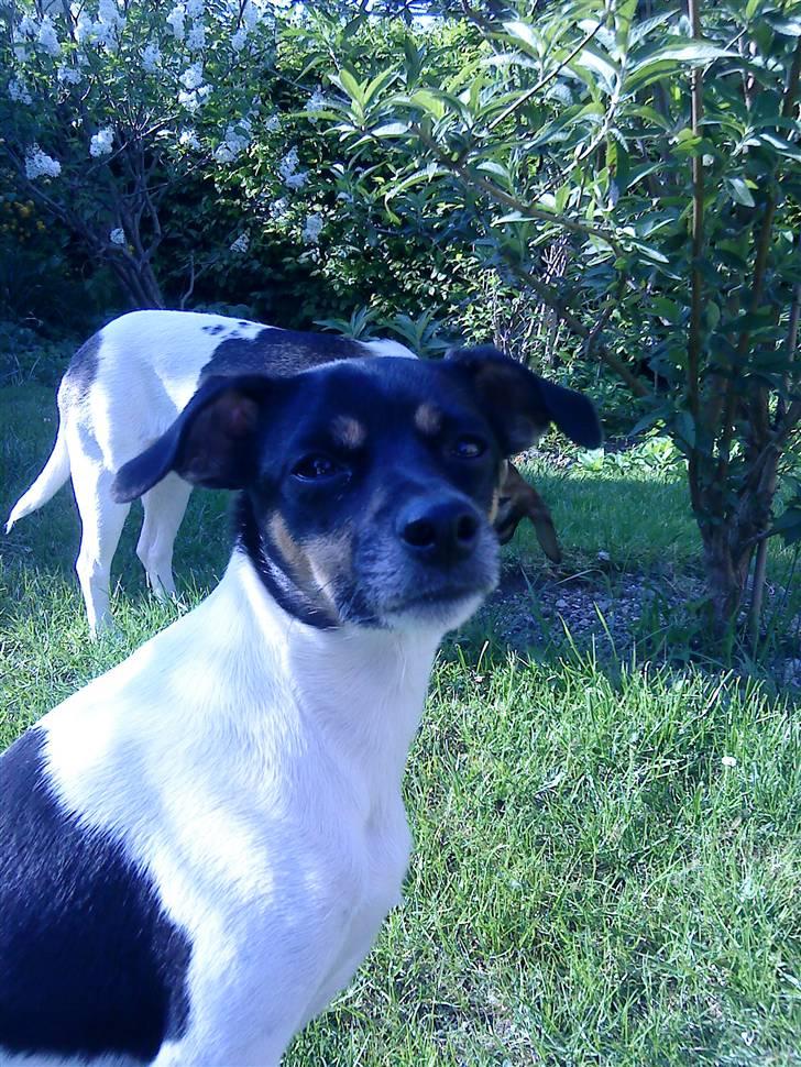 Dansk svensk gaardhund Joy  billede 17