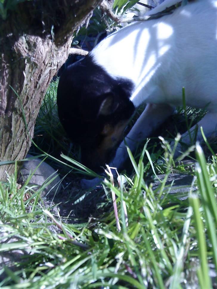 Dansk svensk gaardhund Joy  - Min nye hobby,  ville se hunde fra kina :P  billede 18