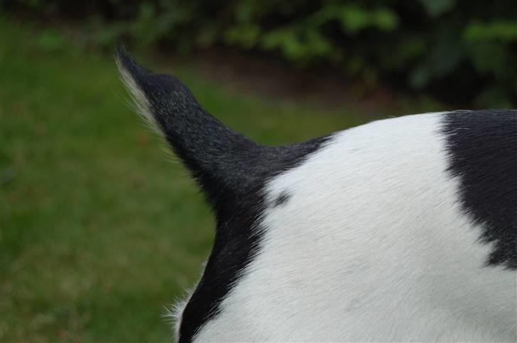 Dansk svensk gaardhund Joy  - Jeg er født sådan, det man kalder en Stumphale, ingen er kommet med saksen :P  billede 19