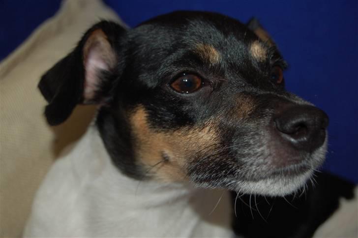 Dansk svensk gaardhund Joy  - Mit smukke Hovedet (=  billede 20