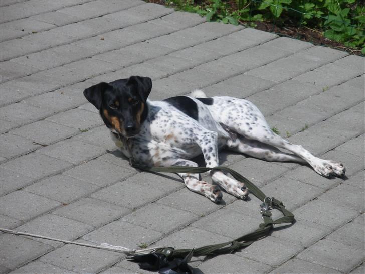 Dansk svensk gaardhund KVIK - så tager vi lige en slapper en sokrinsdag, d. 26-5  billede 12