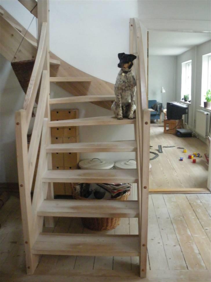 Dansk svensk gaardhund KVIK - hans absalut yndlingssted hvor han kan kigge ud på vejen. billede 13