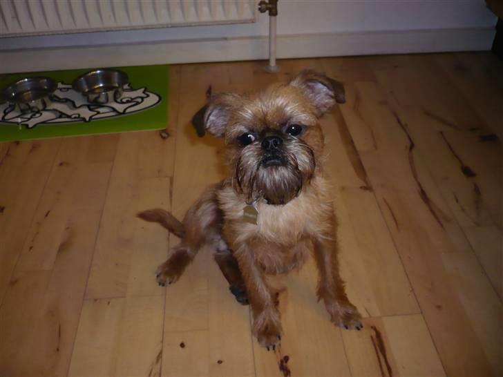 Griffon bruxellois Abu - 1 år gammel billede 10