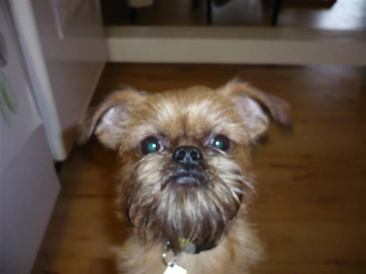 Griffon bruxellois Abu - 1 år gammel billede 11