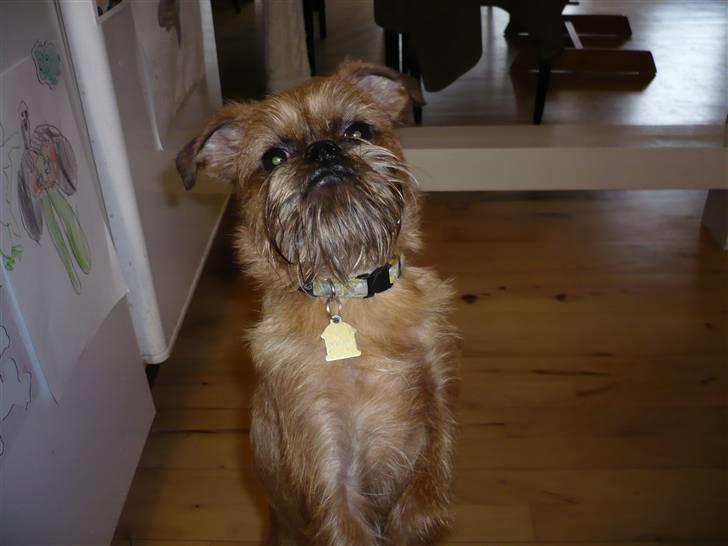 Griffon bruxellois Abu - 1 år gammel billede 12