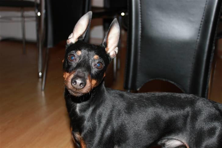 Dvaergpinscher Rødkildes Dakota billede 1