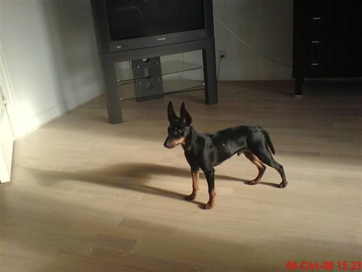 Dvaergpinscher Rødkildes Dakota billede 2