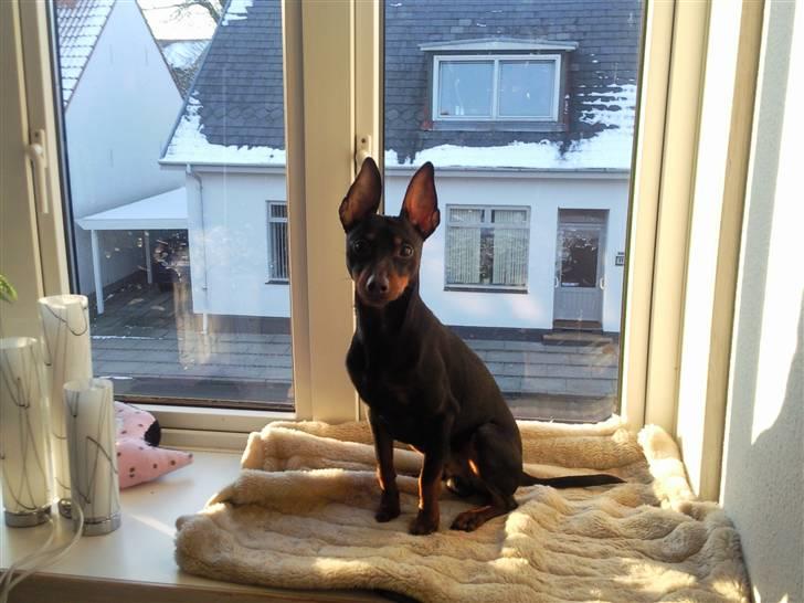 Dvaergpinscher Rødkildes Dakota billede 3