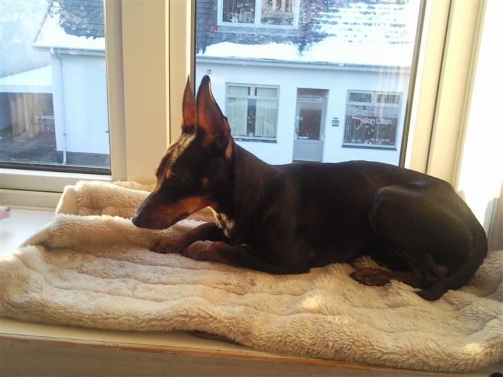 Dvaergpinscher Rødkildes Dakota billede 4