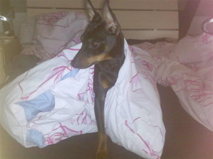 Dvaergpinscher Rødkildes Dakota - Mellem dynen og dynebetrækket, ligger man altså godt :-) billede 5