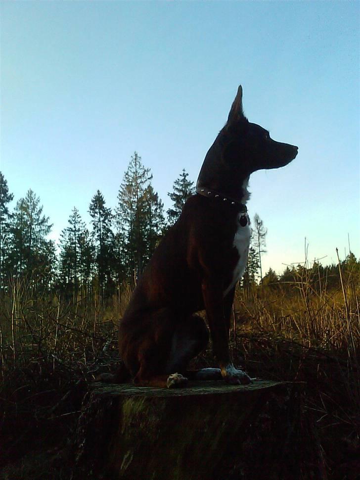 Blanding af racer DIFF - En smuk tur i skoven.. Diff the forest queen.. billede 13