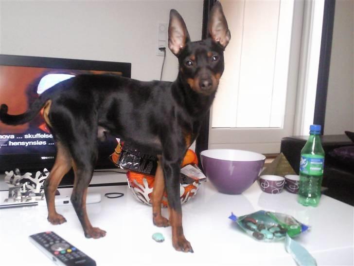 Dvaergpinscher Rødkildes Dakota - Det her må jeg vidst ikke, bare jeg ikke bliver opdaget... billede 6