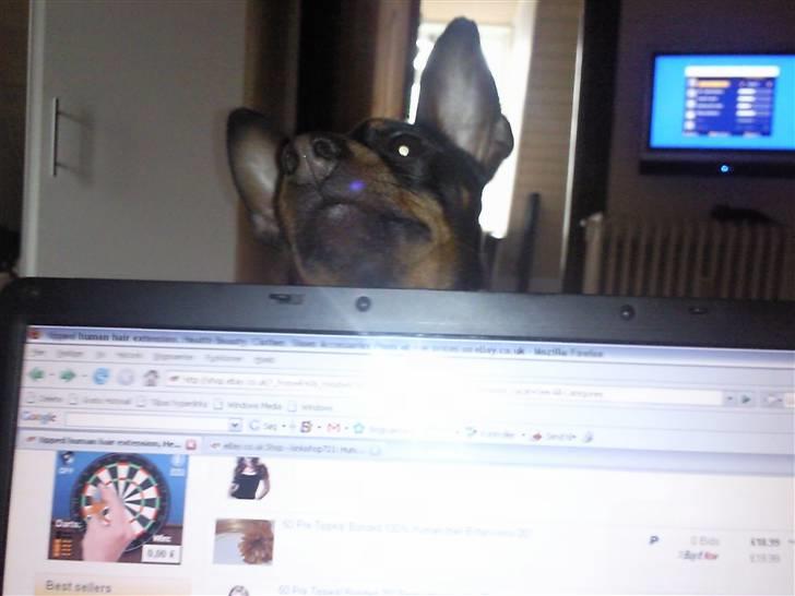 Dvaergpinscher Rødkildes Dakota - Hjælper "mor" ved computeren ;-) billede 7