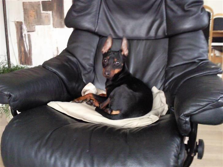 Dvaergpinscher Rødkildes Dakota billede 8