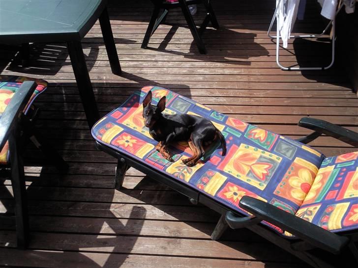 Dvaergpinscher Rødkildes Dakota - Intet bedre end solbadning på terassen :) billede 9