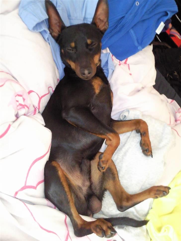 Dvaergpinscher Rødkildes Dakota - Aaah, her ligger man skønt. billede 10