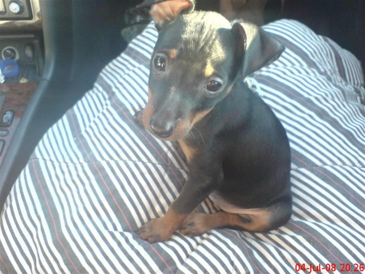 Dvaergpinscher Rødkildes Dakota - Lige afhentet hos Inge, kun 8 uger gammel :) billede 11