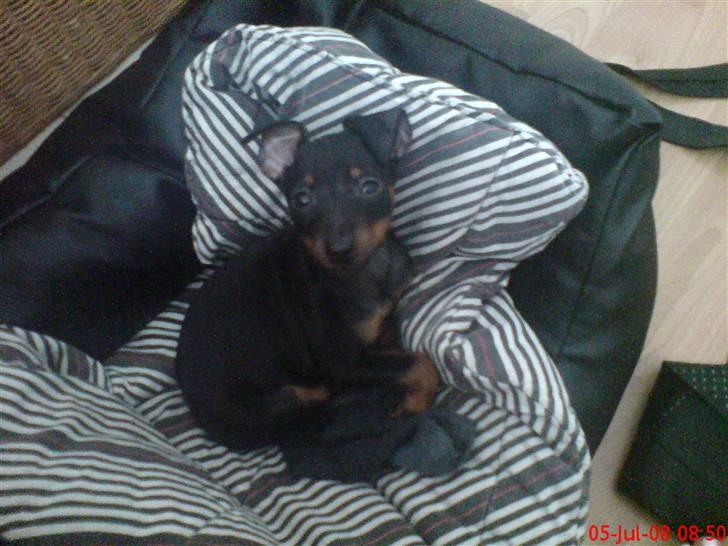 Dvaergpinscher Rødkildes Dakota billede 12