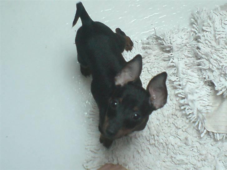 Dvaergpinscher Rødkildes Dakota billede 13