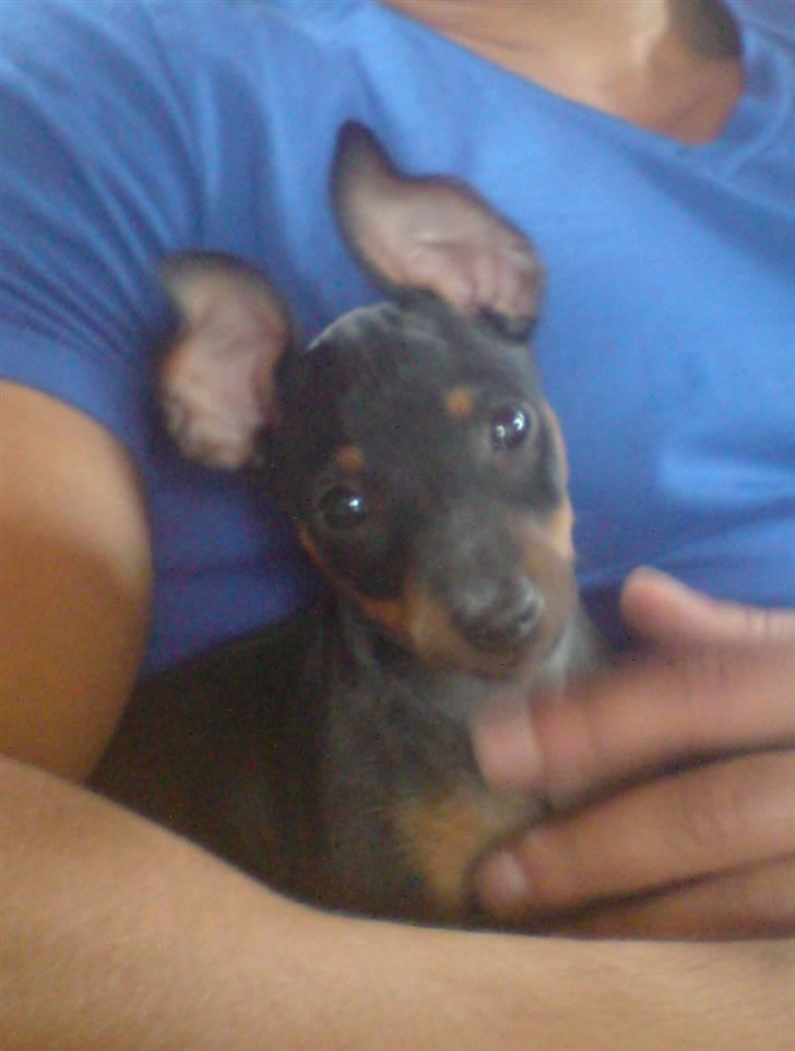 Dvaergpinscher Rødkildes Dakota billede 14