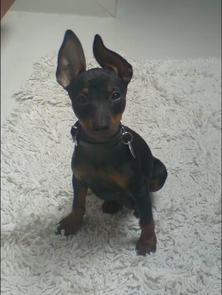 Dvaergpinscher Rødkildes Dakota billede 15