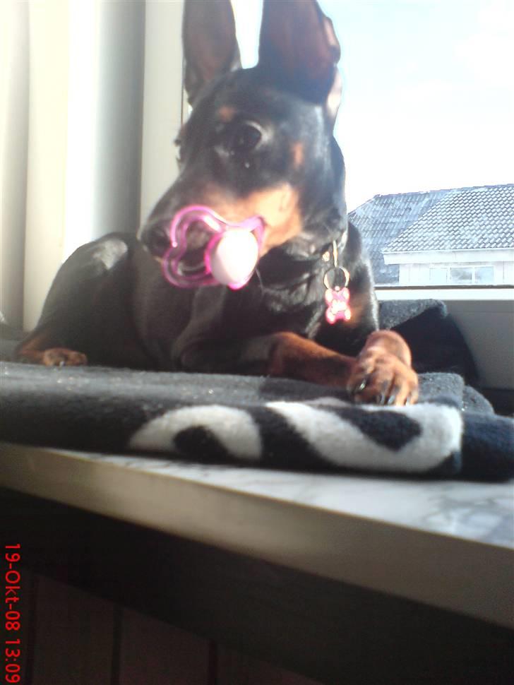 Dvaergpinscher Rødkildes Dakota - Mums, forstår godt hvorfor sutten er så populær. billede 17