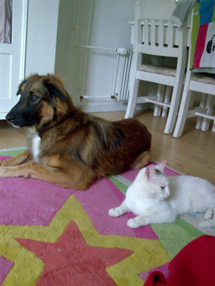 Blanding af racer basse billede 14