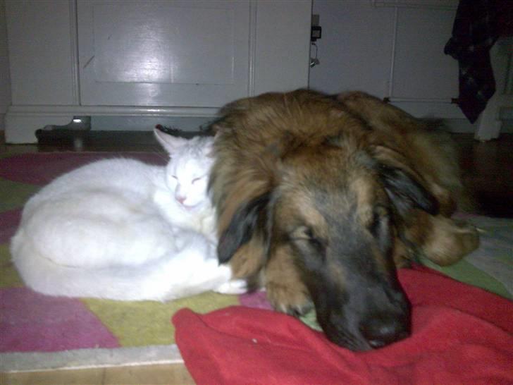 Blanding af racer basse billede 15